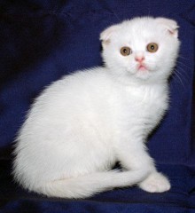 Шотландская вислоухая белая кошка