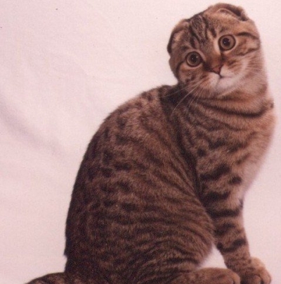 Шотландская вислоухая пятнистого окраса кошка