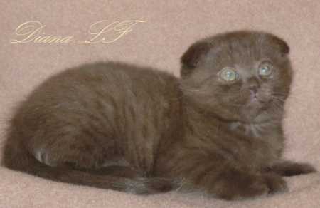 Шотландская вислоухая шоколадная кошка